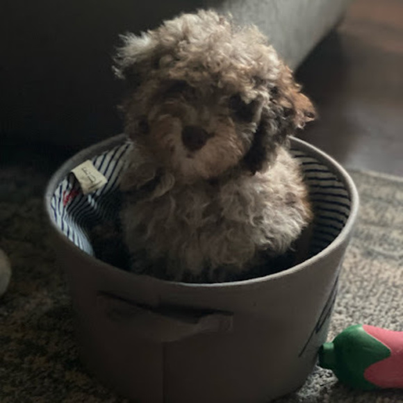 Meet your Posher, Jenny - Picture 1 of 1